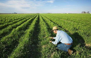 沒(méi)了中國(guó)市場(chǎng)，特朗普發(fā)放200億補(bǔ)貼資金，這次美農(nóng)卻不買(mǎi)賬了
