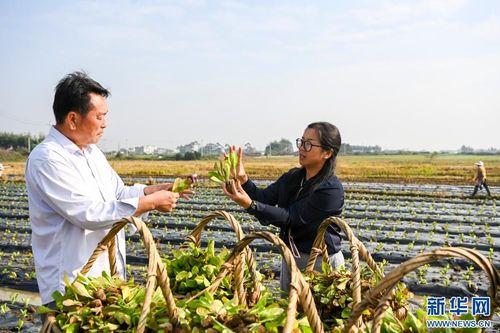 廣西貴港稻菜輪作模式 推動(dòng)農(nóng)業(yè)增收與畜產(chǎn)品貿(mào)易發(fā)展