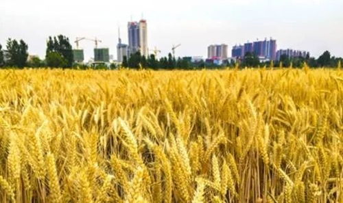 建行棗莊分行 以‘裕農(nóng)通’業(yè)務(wù)為支點(diǎn)，奏響鄉(xiāng)村振興金色樂(lè)章