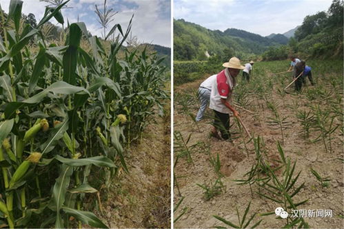 產(chǎn)業(yè)引領(lǐng)致富路 農(nóng)業(yè)煥發(fā)新活力