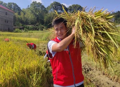 江西永新 助農(nóng)秋收忙 共繪新畫(huà)卷