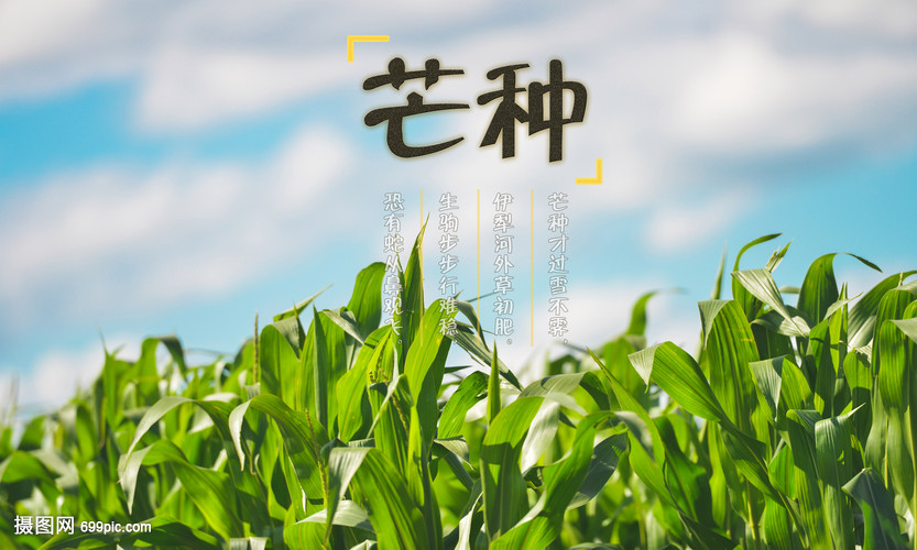 芒種時節(jié)繪豐年 創(chuàng)意海報點(diǎn)亮畜產(chǎn)品購銷新篇章