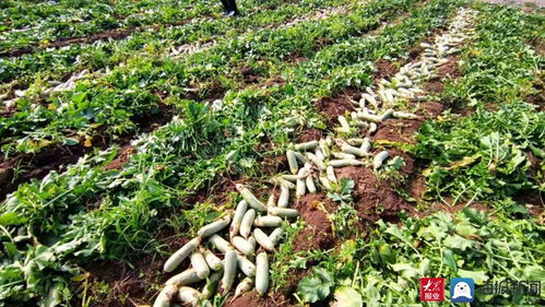 家家悅集團(tuán)采購170余噸滯銷蘿卜助農(nóng)解困 彰顯企業(yè)社會責(zé)任與供應(yīng)鏈擔(dān)當(dāng)